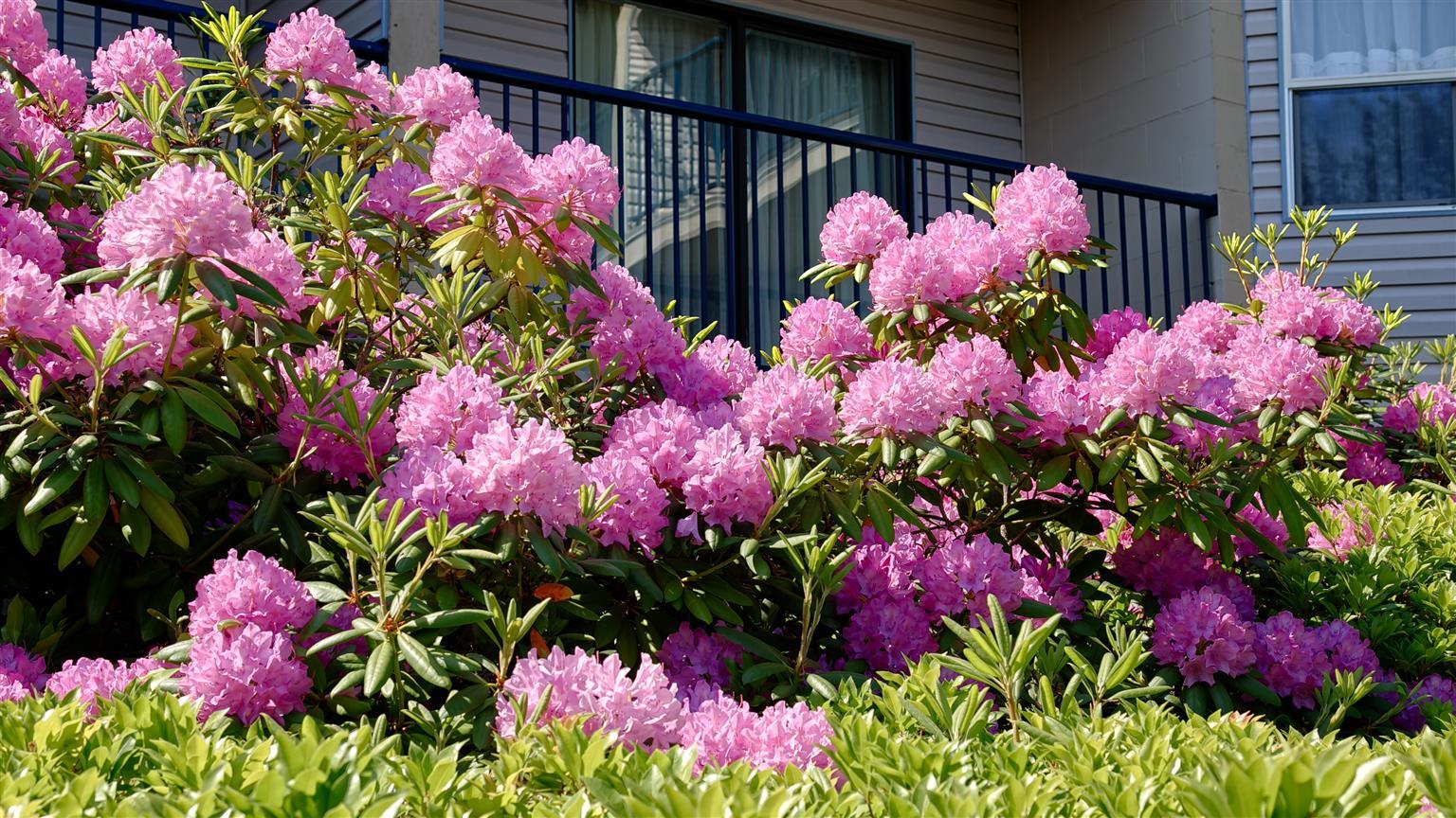 Best Western Northgate Nanaimo Exteriör bild